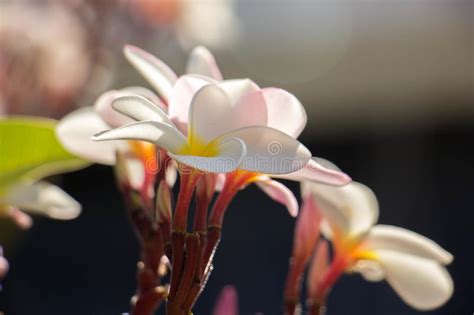 Flor Tropical Del Frangipani Rosado Y Blanco De La Flor Del Plumeria