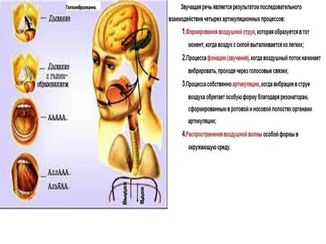 Анатомия, физиология и патология органов речи - online presentation