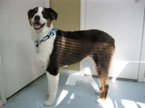 short grooming for australian shepherd - Yahoo Search Results ...