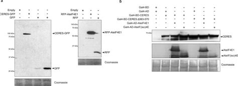 Western Blot To Analyse The Size Of The Fusion Proteins And The