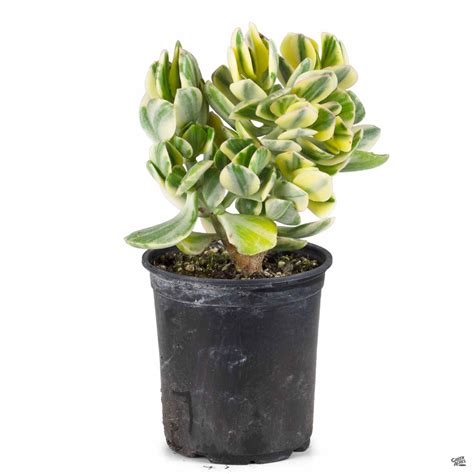 Crassula Ovata Variegated — Green Acres Nursery And Supply