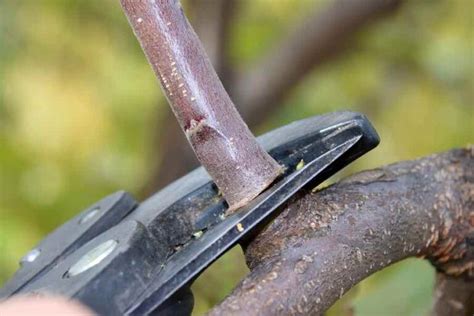 Pruning Apple Trees The Home Grower S Complete Guide Minneopa Orchards