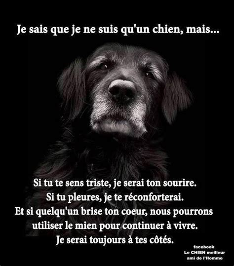 Ghcdn Rawgit Org Poeme Sur Les Animaux Abandonn S Pictngamukjp A A