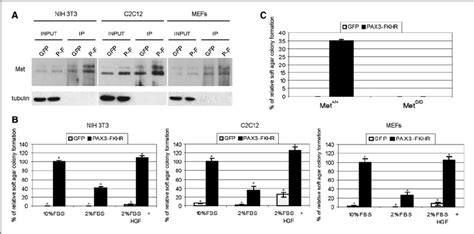 PAX3 FKHR Up Regulates Met And Confers Met Mediated Anchorage