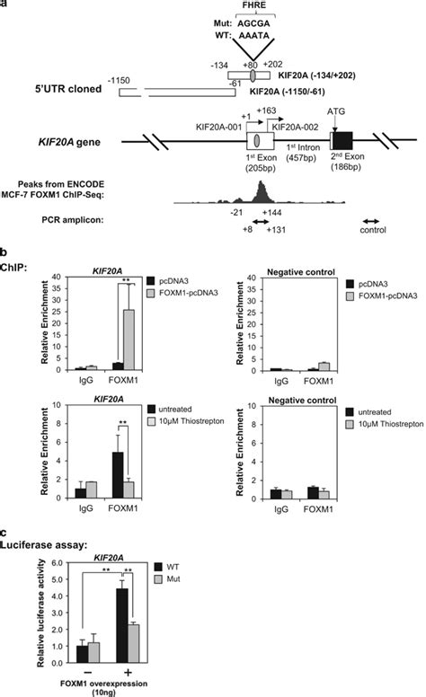 FOXM1 Binds To The KIF20A Promoter Region In MCF 7 Breast Cancer Cell