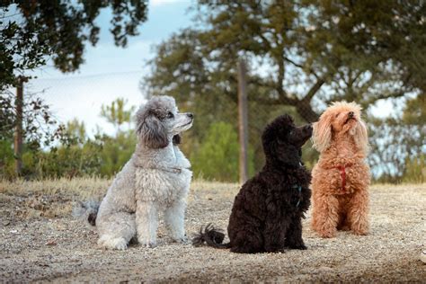 Caniche O Poodle Toy Caracter Sticas Car Cter Y Salud Con Fotos