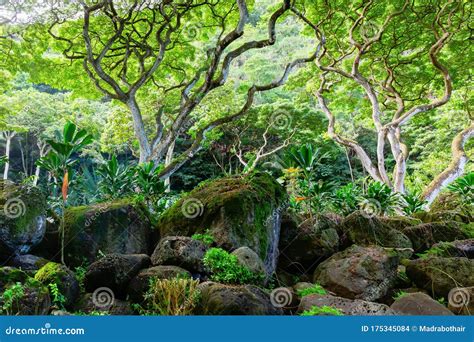 View Of The Botanical Garden Of Waimea Valley Oahu Hawaii Editorial