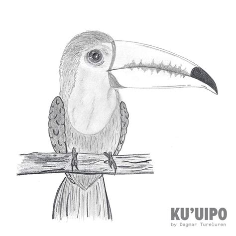 Toucan Sketch Dagmar Tureluren Sketches Bird Sketch Creative Studio