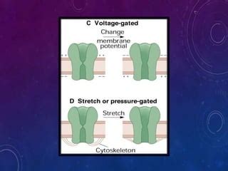 Ion channels.ppt