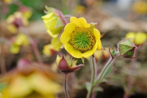 How To Grow Geums Bbc Gardeners World Magazine