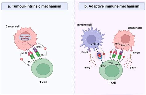 Frontiers Prognostic Role Of Different Pd L1 Expression Patterns And