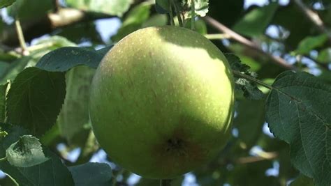 Old Growth European Apple Tree With Fruit Zoom Out Pair Of Apples