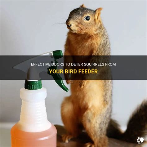 Effective Odors To Deter Squirrels From Your Bird Feeder PetShun