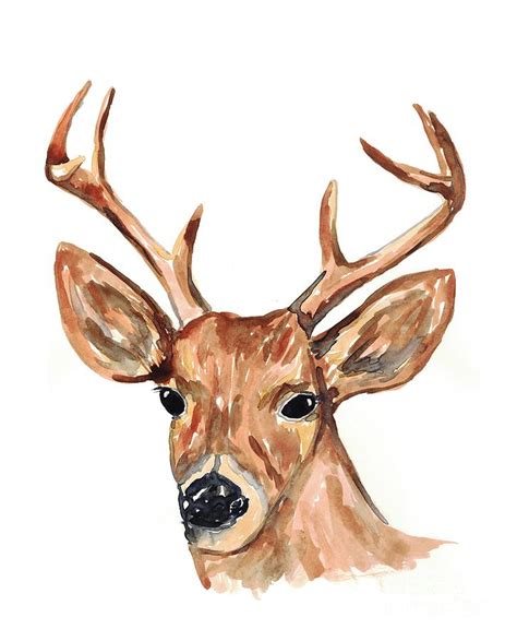 Deer Watercolor Art Painting By Maryna Salagub Fine Art America