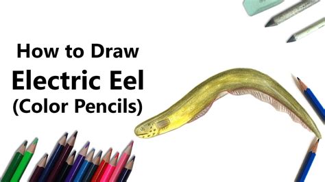 Electric Eel Drawing At Getdrawings Free Download