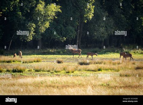 Red deer habitat hi-res stock photography and images - Alamy