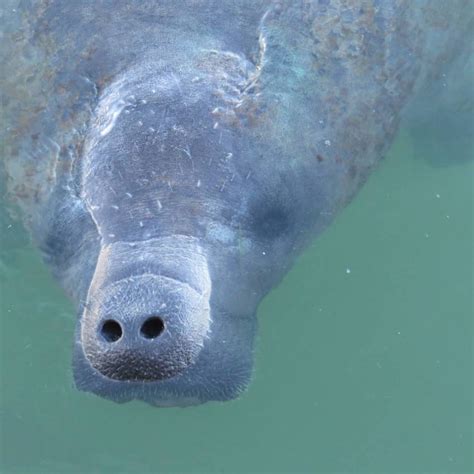 Dolphins & Manatees in Naples and Marco | Must Do Visitor Guides