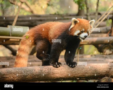 Pandas China Tourist Hi Res Stock Photography And Images Alamy