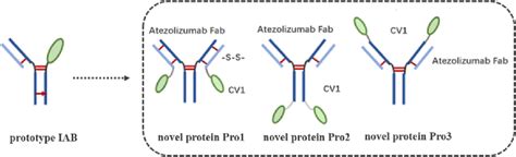 Figure 1 From The Generation Of Dual Targeting Fusion Protein Pd L1