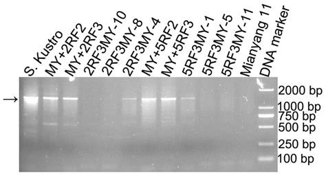 Pcr Amplification Using Rye Specific Marker Rye Specific Marker Was Download Scientific