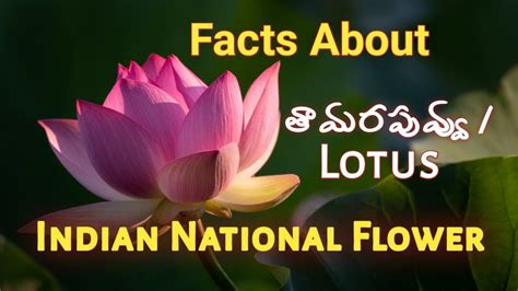 Facts About Lotus In Telugu And English Indian National Flower