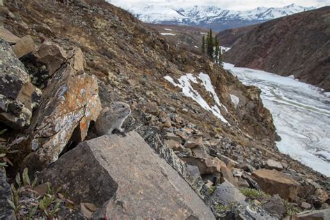 An adult Collared Pika in talus-meadow habitat above treeline in ...