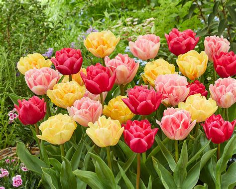 Tulpe Tulipa Gef Llte Bl Te Mischung Bild Kaufen