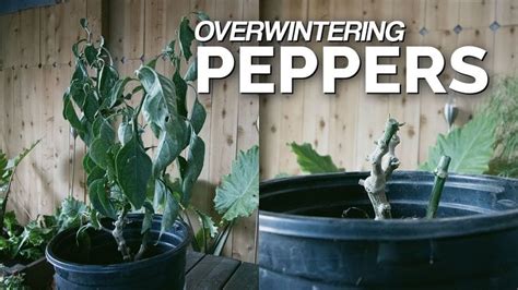 Overwintering Peppers 3 Crucial Steps To Take Plants Pepper Plants