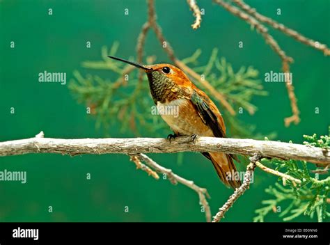 Rufous Hummingbird Selasphorus Rufus Stock Photo Alamy