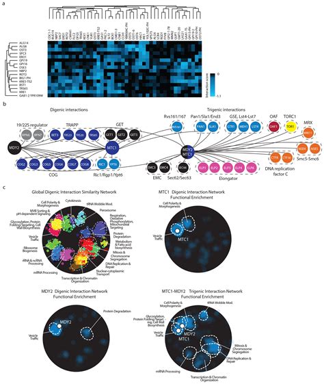 Sga Synthetic Genetic Array Analysis For Systematically Screening