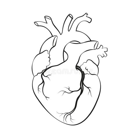 Human Heart Anatomical Realistic Heart Line Art Vector Illustration