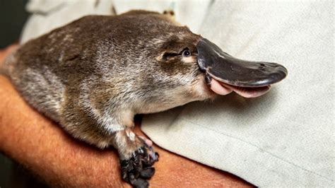 Platypus Pictures