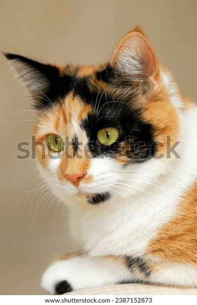 942 Calico Coat Royalty-Free Photos and Stock Images | Shutterstock