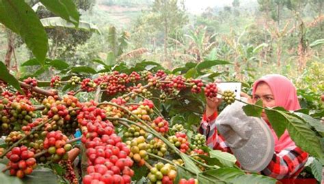 Beberapa Daerah Di Jawa Timur Menjadi Salah Satu Penghasil Kopi Terbesar