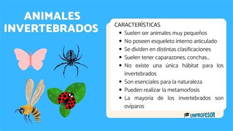 9 características de los animales INVERTEBRADOS y su clasificación en 2024