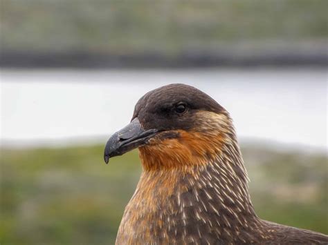 Skua - A-Z Animals