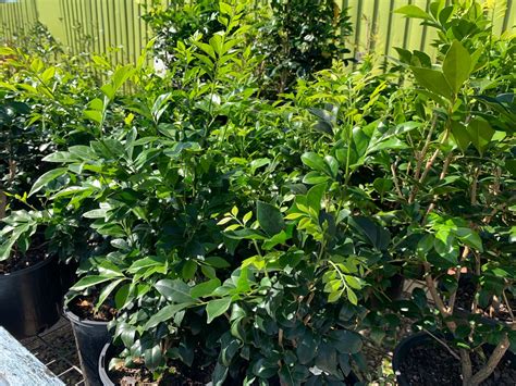 Murraya 'Mock Orange' - Gardenwize Nursery