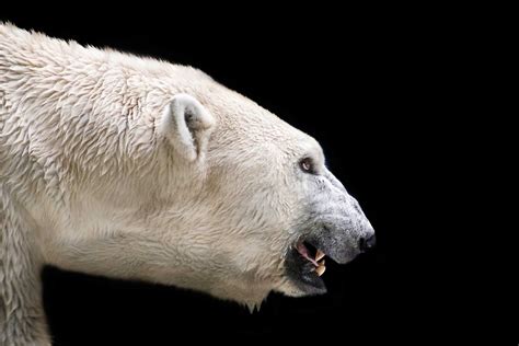 How One Man Escaped a Polar Bear Attack | Reader's Digest