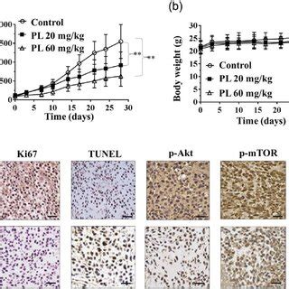 Pl Inhibits In Vivo Tumor Xenograft Growth In Athymic Nude Mice A