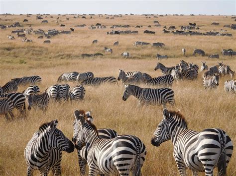 Days Masai Mara Lake Nakuru Lake Naivasha Amboseli Tsavo East From