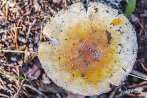 Variedad De Hongos De Diverso Tipo Y Colorido Desde Los Mas Inofensivos