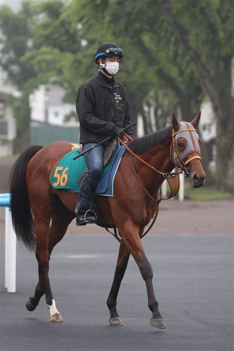 【函館2歳s】初陣7馬身差vのサトノカルナバルは5枠7番 初戦がノーステッキ完勝のエンドレスサマーは1枠1番 枠順決定 Umatoku 馬トク