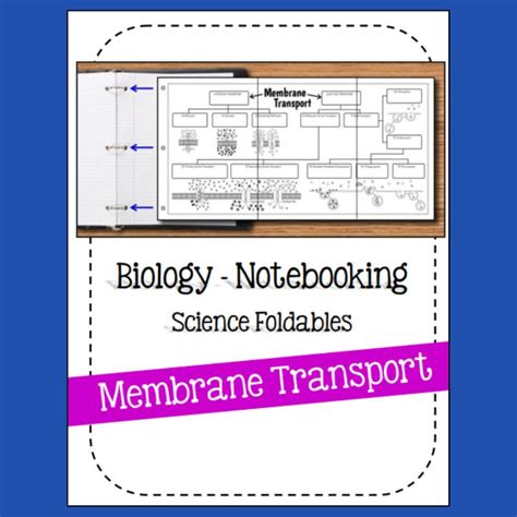 Biology Notebooking Foldable Cell Membrane Transport My Teaching