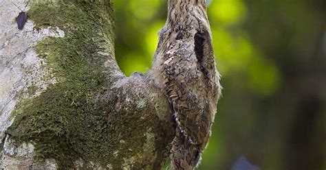 Potoo Camouflage Imgur