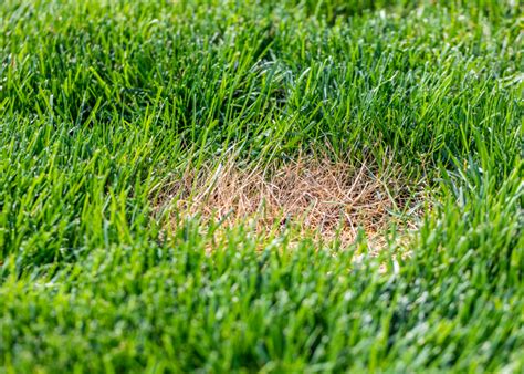 How Can I Fix Brown Spots In My Yard Tips For Homeowners Executive Lawn Care