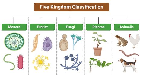 Organisms And Their Classification