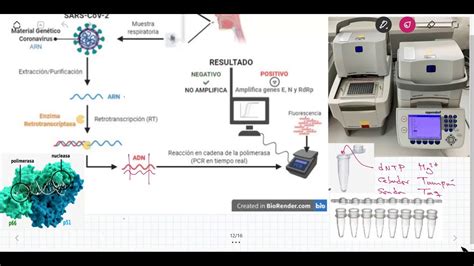 Pcr ReacciÓn En Cadena De La Polimerasa TÉcnica De DiagnÓstico Para
