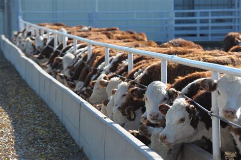 Beef Cattle The Beef Cattle Institute At Kansas State Univ… Flickr