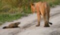 Fennec Habitat Caract Ristiques Tout Savoir Sur Le Renard Des Sables