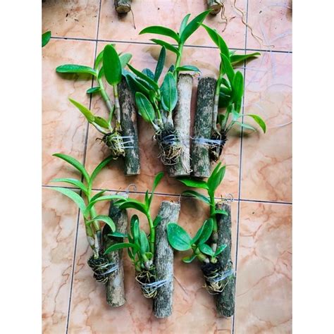 Jual Anggrek Dendro Kayu Shopee Indonesia